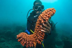 Sea Cucumbers From Cyprus from Cyprus